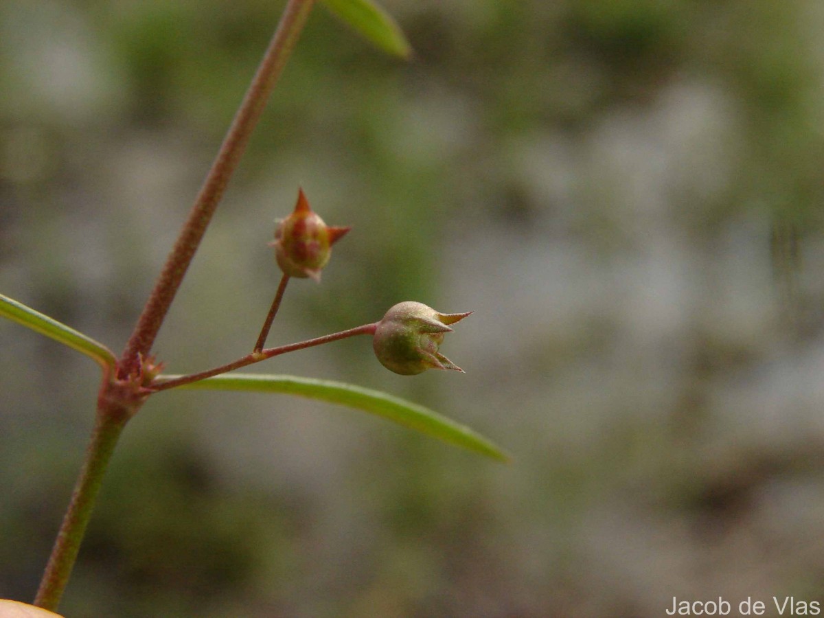 Scleromitrion diffusum (Willd.) R.J.Wang